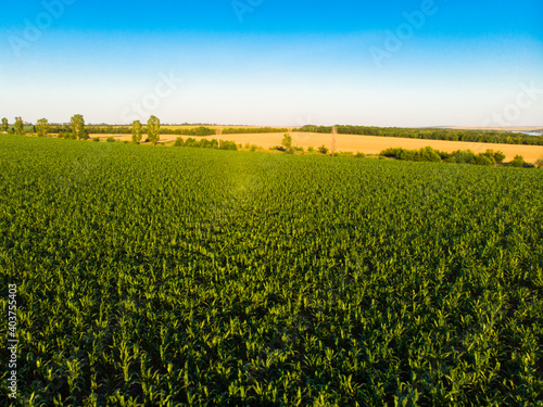 Ukraine. Drone. Aerial view. The green field