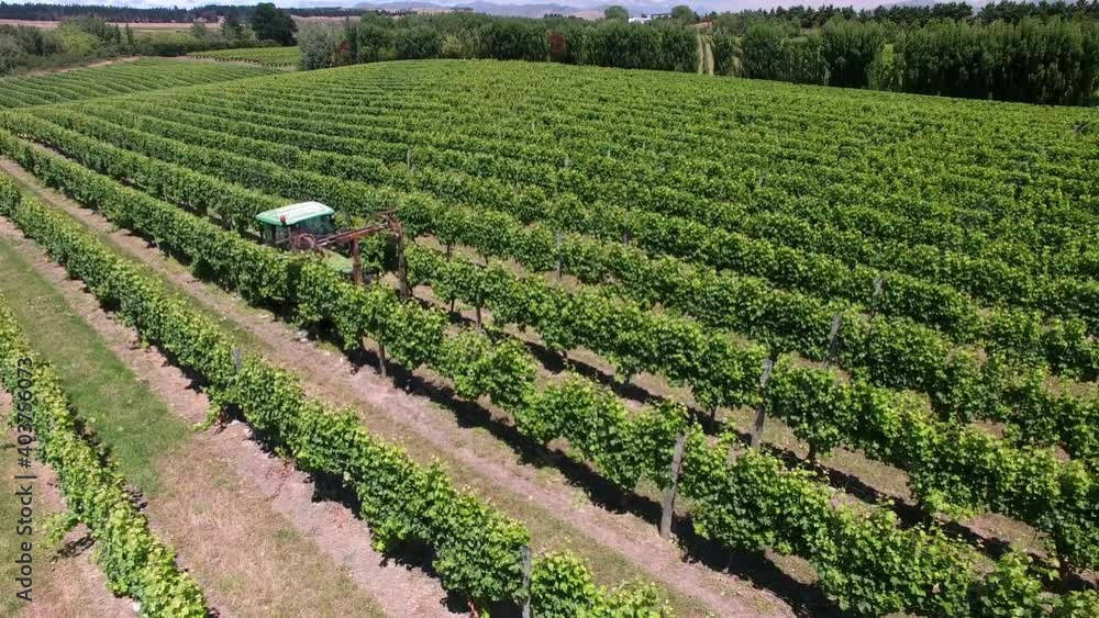 Aerial view of tractor leaf trimming grapevines on vineyard in Marlborough, New Zealand Aerial view of tractor leaf trimming grapevines on vineyard in Marlborough, New Zealand