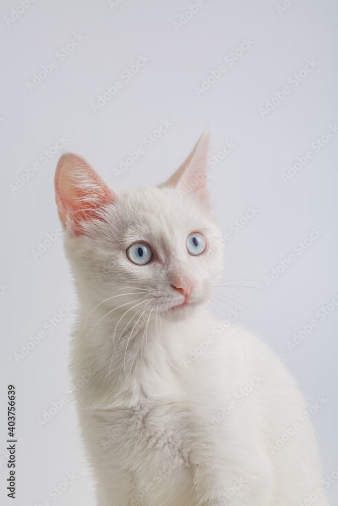 White cat with blue eyes on white background