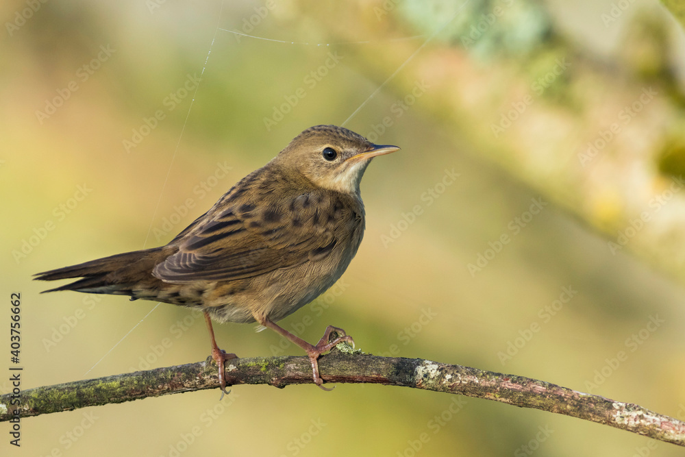 Fototapeta premium Common Grasshopper Warbler, Locustella naevia naevia