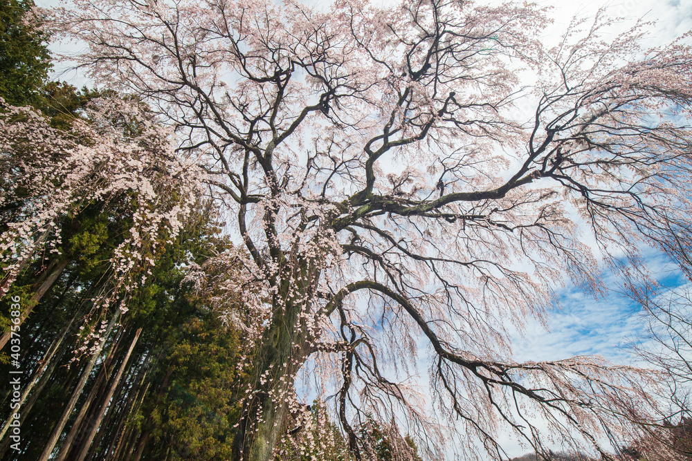 Obraz premium 郡山市 内出の桜