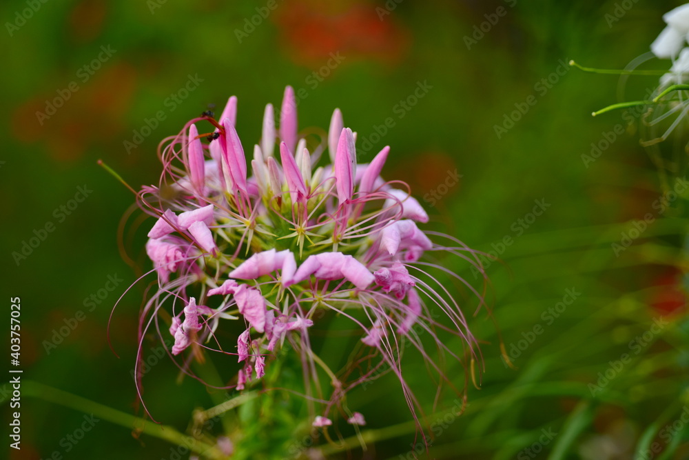 flower blooming.Beautiful flowers in the garden Blooming in the summer.Landscaped Formal Garden. flower blooming.Beautiful flowers in the garden Blooming in the summer.Landscaped Formal Garden.