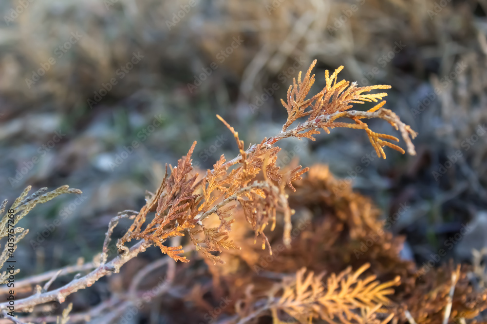Yellowed pine branch. Autumn visual. Selective focus. Yellowed pine branch. Autumn visual. Selective focus.