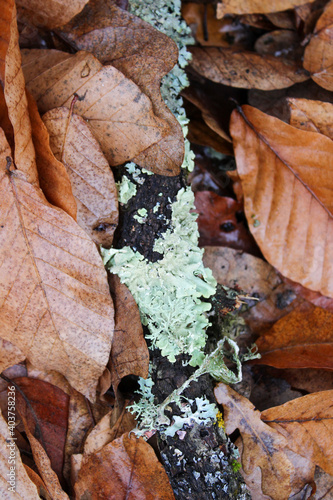 Mosses and lichens in the autumn forest.