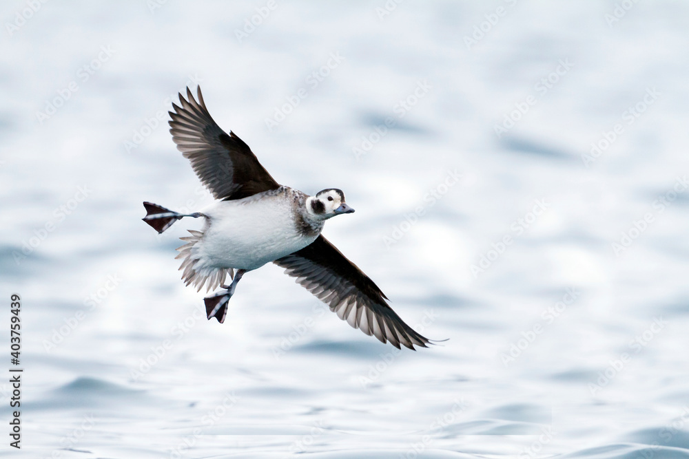 Long-tailed Duck, Clangula hyemali Long-tailed Duck, Clangula hyemali