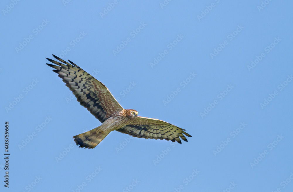 Montagu's Harrier, Circus pygargus