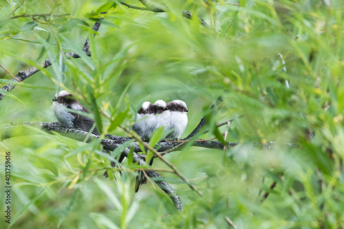 Northern Long-tailed Tit, Aegithalos caudatus caudatus photo