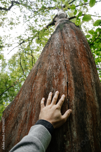 A human hand touches a tree in the forest. Dry barrel, conservation and study of the environment.