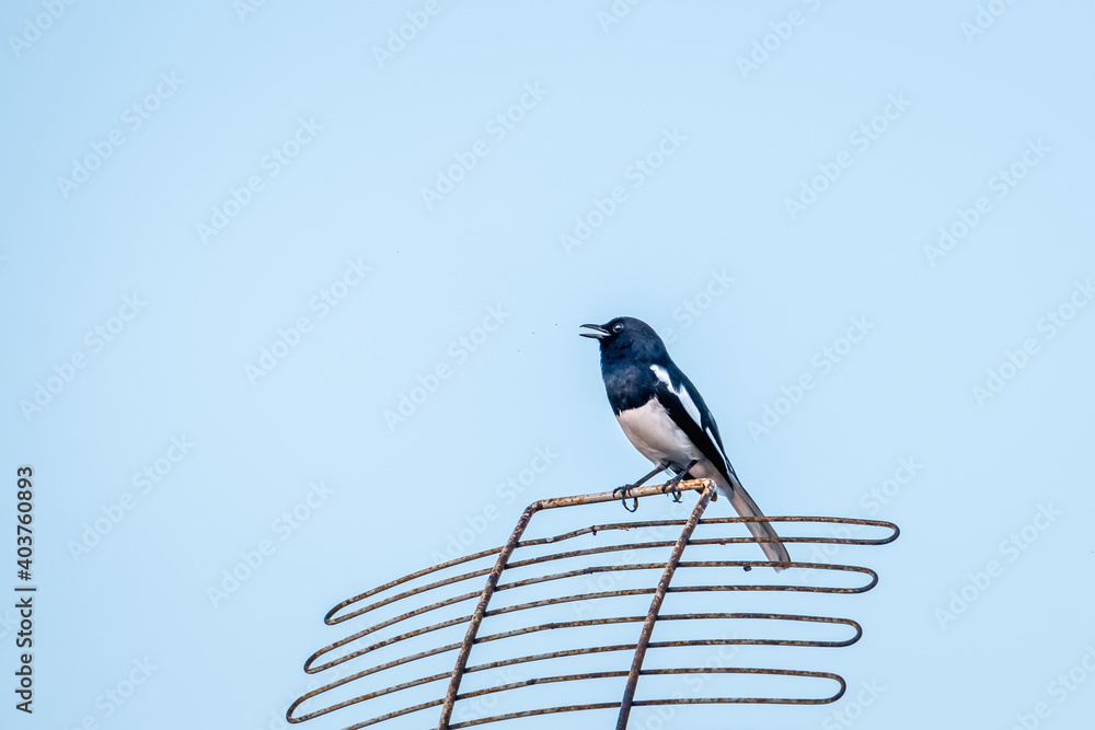 The Eurasian Magpie or Common Magpie or Pica pica is sitting on the antenna with blue sky background. The Eurasian Magpie or Common Magpie or Pica pica is sitting on the antenna with blue sky background.