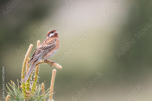 Pine Bunting, Emberiza leucocephalos photo