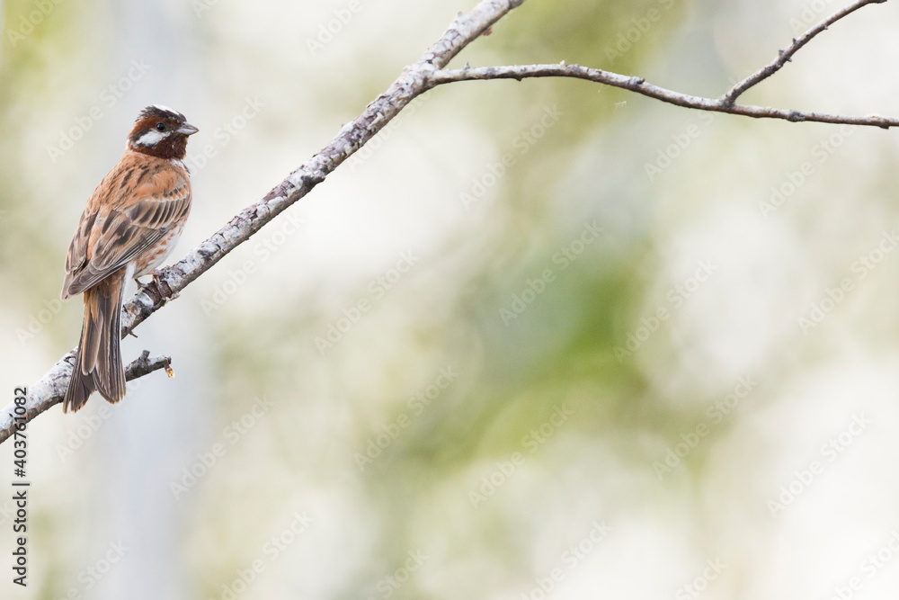 Fototapeta premium Pine Bunting, Emberiza leucocephalos