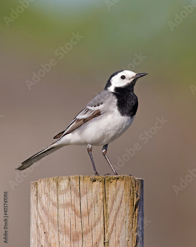 Obraz na płótnie The white wagtail (Motacilla alba) is a small passerine bird in the family Motacillidae, which also includes pipits and longclaws. w salonie