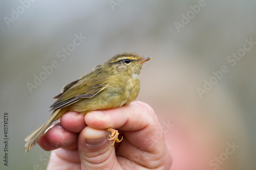 Radde's Warbler, Phylloscopus schwarzi photo