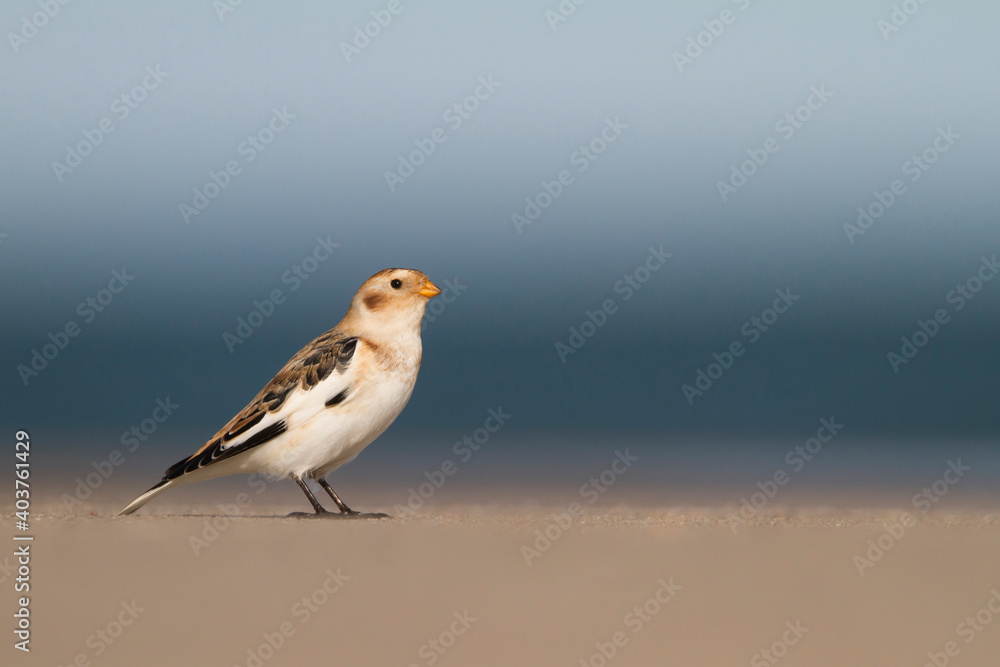 Snow Bunting, Plectrophenax nivalis nivalis Snow Bunting, Plectrophenax nivalis nivalis