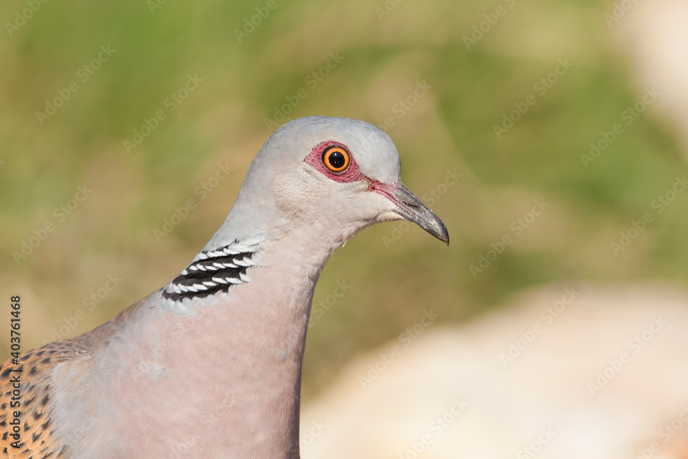 Turtle Dove, Streptopelia turtur turtur Turtle Dove, Streptopelia turtur turtur