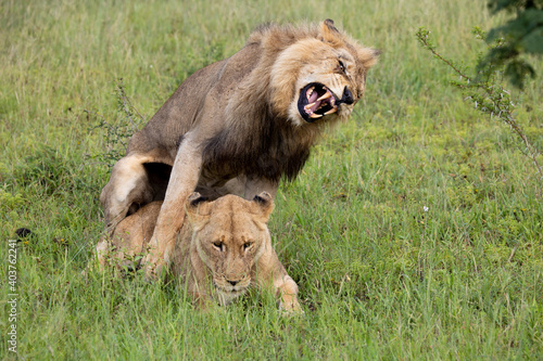 mating pair of lions