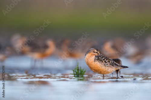 Red Knot  Calidris canutus