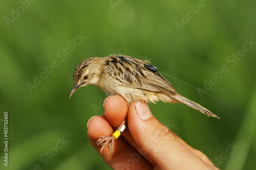 Fan-tailed warbler (Cisticola juncidis) with colour rings and radio transmitter held by ornithologist and bird ringer for scientific bird ringing and bird telemetry project, Andalusia, Spain photo