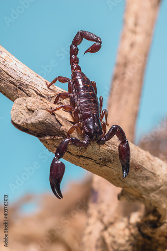 mini escorpion 1 © David
