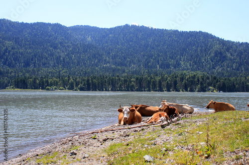 Cows grazing. Awersome ecology landscape