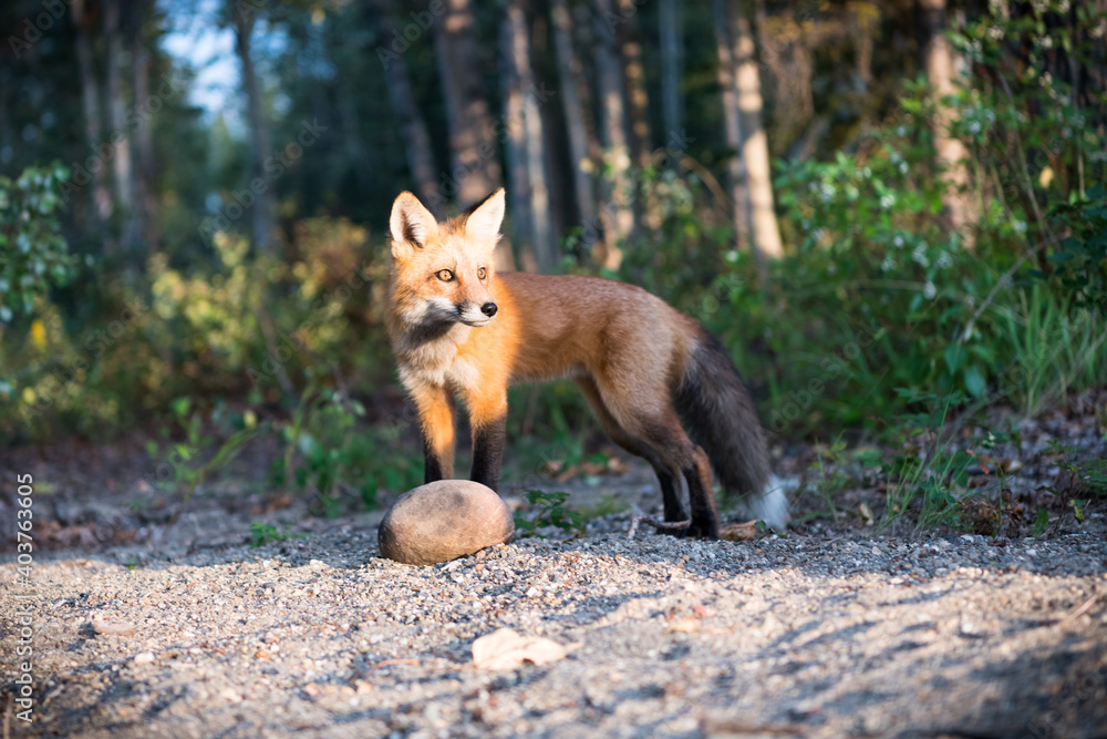 Fototapeta premium Wild Red Fox in Yukon, Canada