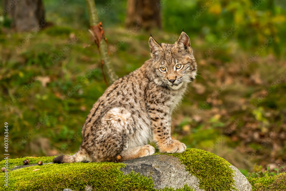 Lynx in green forest with tree trunk. Wildlife scene from nature. Playing Eurasian lynx, animal behaviour in habitat. Wild cat from Germany. Wild Bobcat between the trees Lynx in green forest with tree trunk. Wildlife scene from nature. Playing Eurasian lynx, animal behaviour in habitat. Wild cat from Germany. Wild Bobcat between the trees