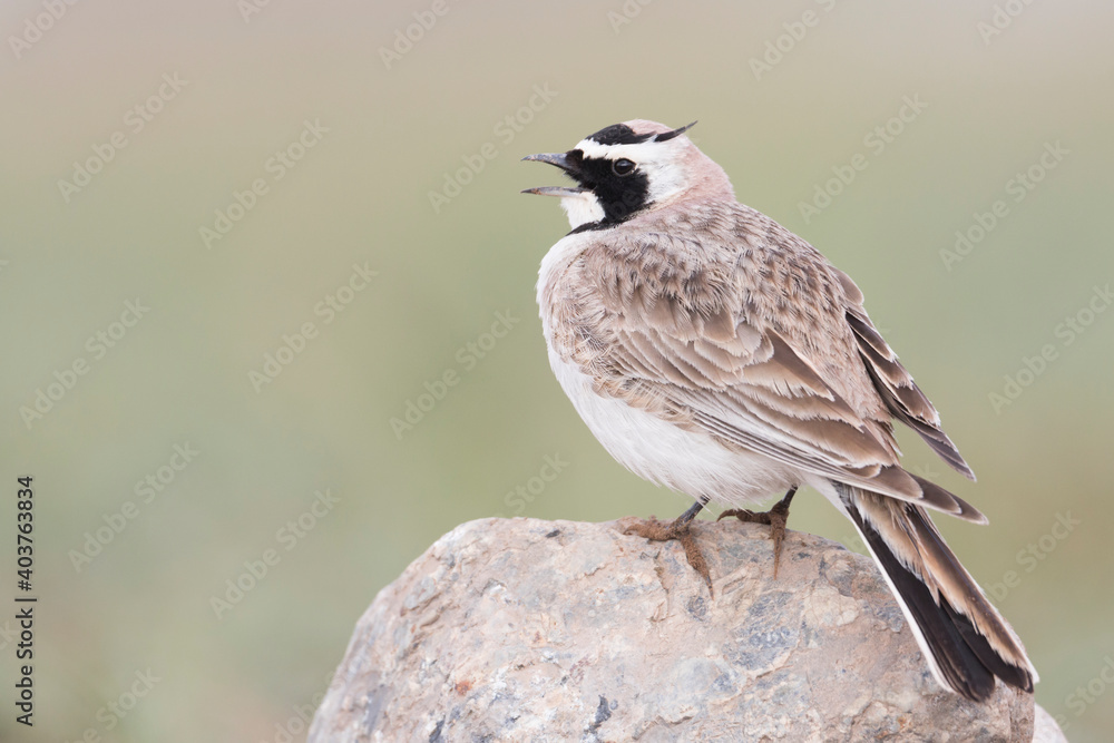 Steppe Horned Lark, Eremophila alpestris brandtii