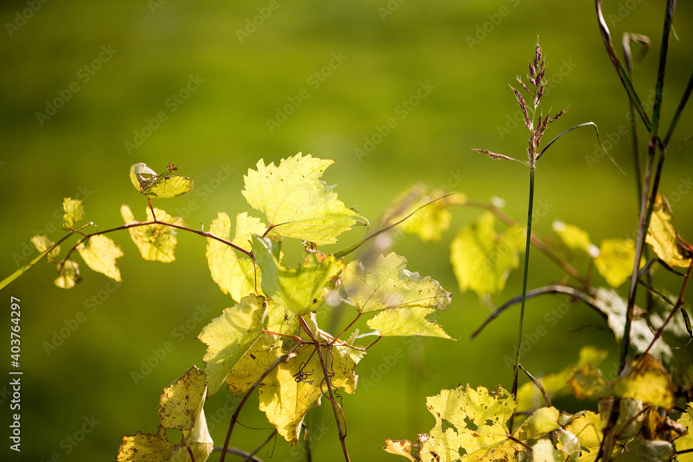Autumn yellowed vine leaves in the foreground and blurred green background Autumn yellowed vine leaves in the foreground and blurred green background