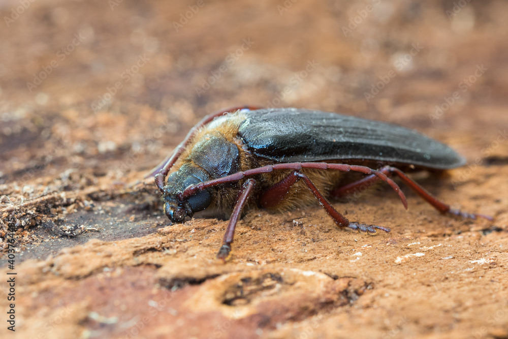 Tragosoma depsarium Tragosoma depsarium