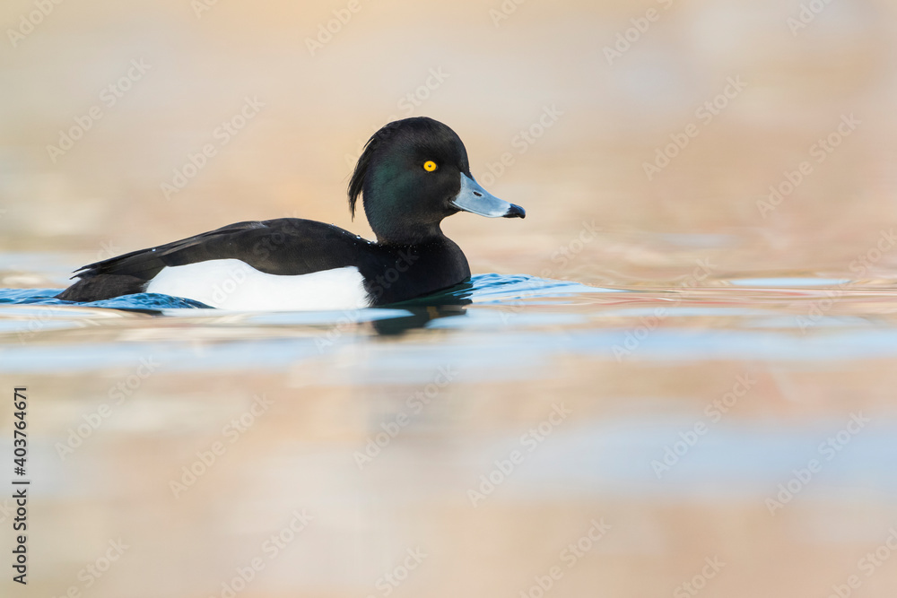 Fototapeta premium Tufted Duck, Aythya fuligula