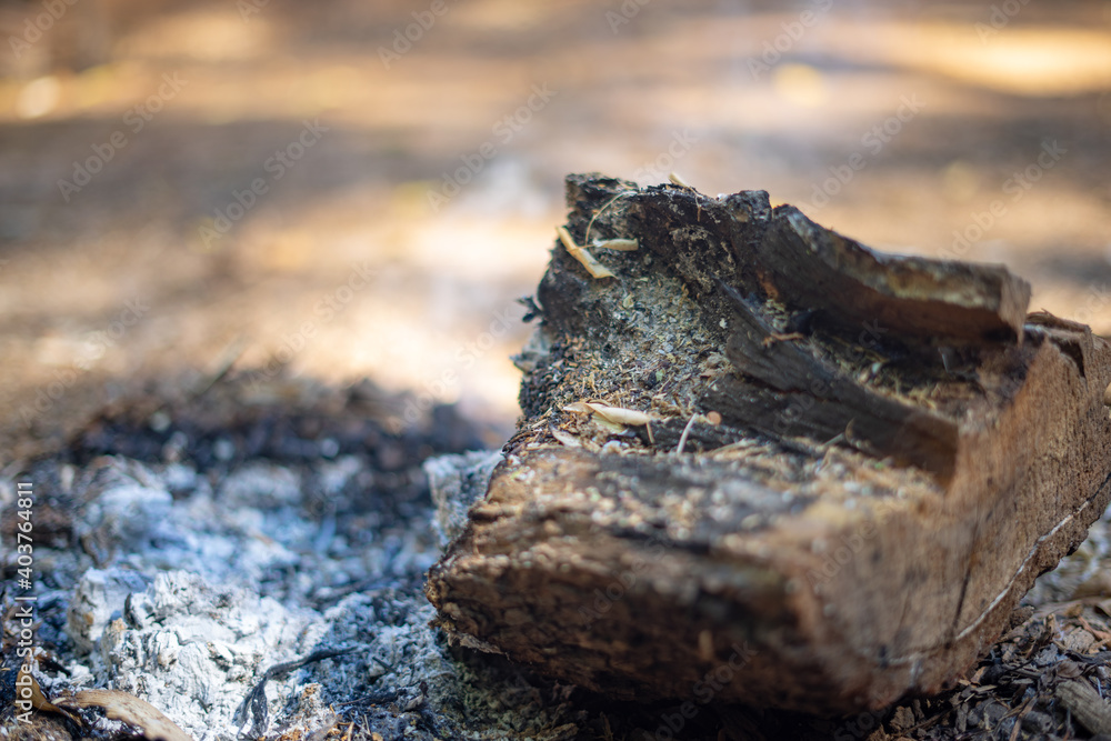 Naklejka premium Burnt out Fire Woode with Ashe and Fire Resedue
