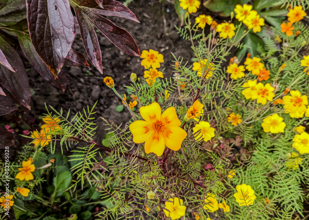 Flowers of bright orange marigolds. Mary's Gold. Student flower, Turkish carnation.Tagetes. Flowers of bright orange marigolds. Mary's Gold. Student flower, Turkish carnation.Tagetes.