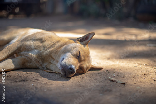 Stray Dog Hurdeled up Sleeping in the Hot Sun