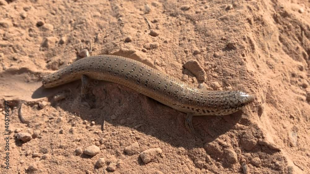 A skink lizard with a torn off tail runs on the sand A skink lizard with a torn off tail runs on the sand