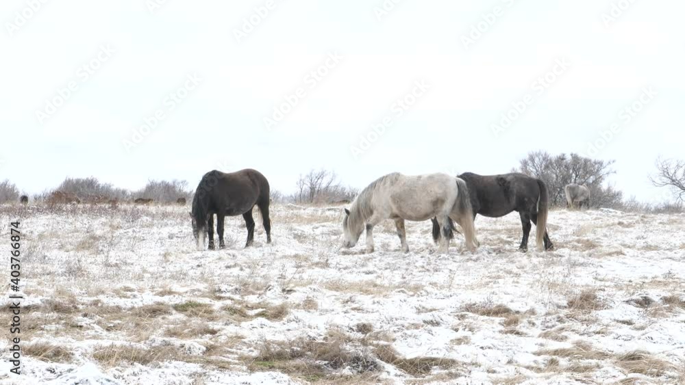 Why doesn't anyone care about wild horses near Livno in BiH? Why doesn't anyone care about wild horses near Livno in BiH?