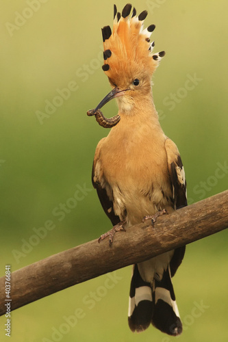 The hoopoe (Upupa epops) sitting on a branch with a worm in its beak and a raised plume. A typical view of the hoopoe's nesting season. © Karlos Lomsky