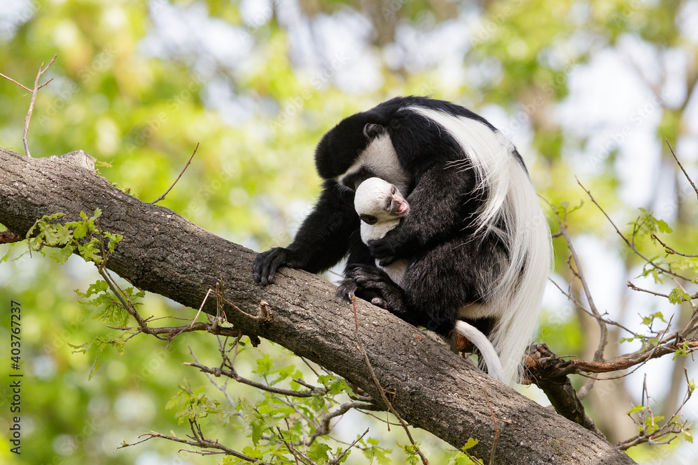 Obraz premium Baby mantled guereza monkey with mother in a zoo