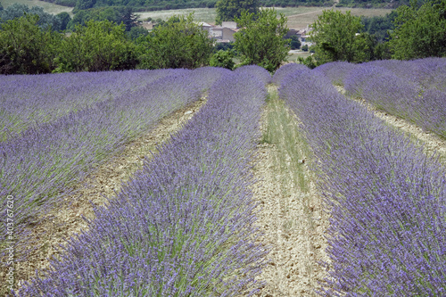 Lavendelfeld auf dem Plateau de Sault  Provence