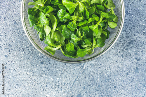 Fresh lambs lettuce or corn salad leaves in metal sieve on light grey table surface. Top view  copy space