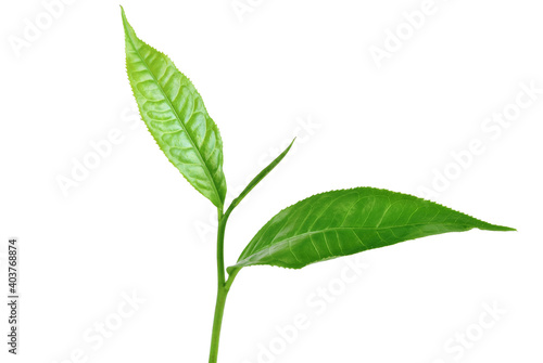 tea leaf on isolated white background
