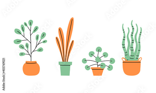 Flowerpots collection. Flowers in vases. House plants