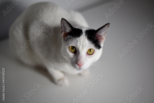 Fototapeta Naklejka Na Ścianę i Meble -  High quality photography. Image of domestic animal. Photograph of a white cat inside a house.