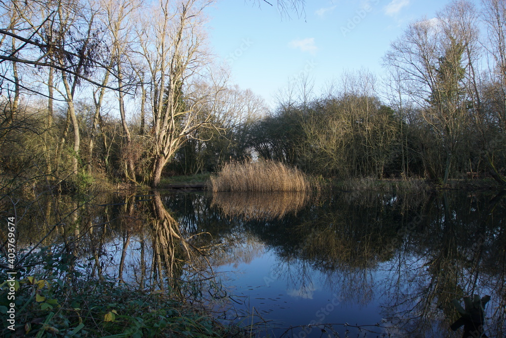 Tree reflection in waters of the lake in Milton Country Park, Cambridge, UK