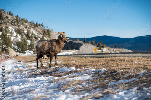 Bighorn sheep in rocky mountains, canada