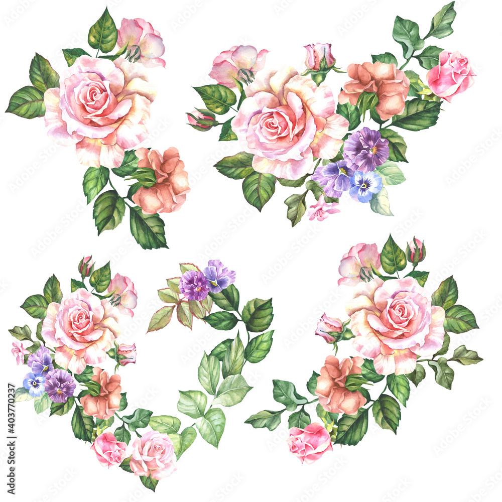 set of roses illustrators.watercolor flowers