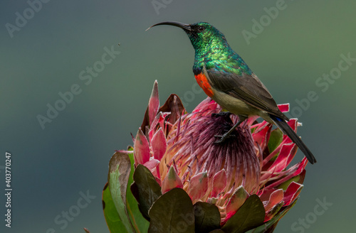 Horizontal colour image of a double collard sunbird male  bird on pink protea flower in South Africa photo