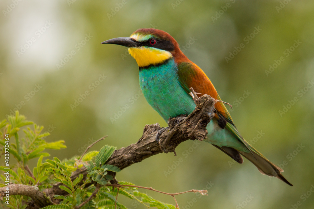 European Bee-eater (Merops apiaster) bird sitting or perching in tree branch with green background in Kruger National Park, South Africa