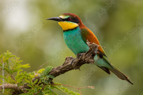 European Bee-eater (Merops apiaster) bird sitting or perching in tree branch with green background in Kruger National Park, South Africa