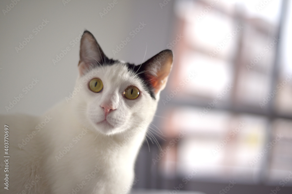 High quality photography. Image of domestic animal. Photograph of a white cat inside a house.