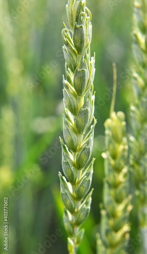 On a farm field close up of spikelets of young wheat